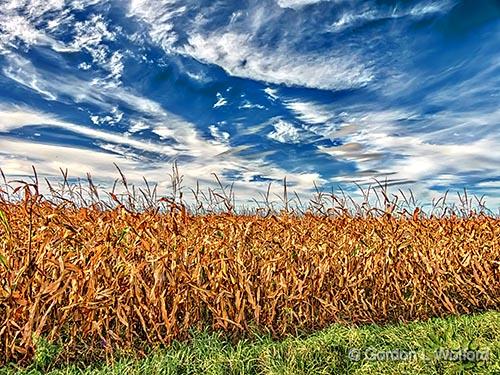 Autumn Cornfield_P1190503-5.jpg - Photographed near Kilmarnock, Ontario, Canada.